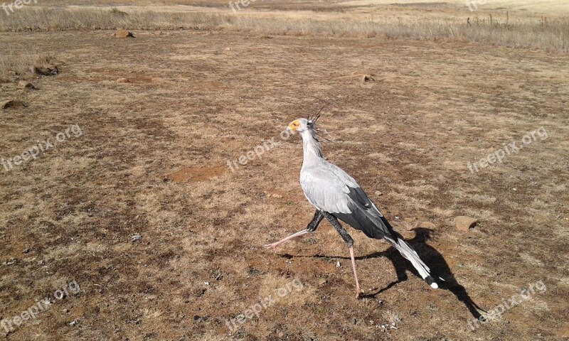 Wild Bird Wildlife Animals Nature