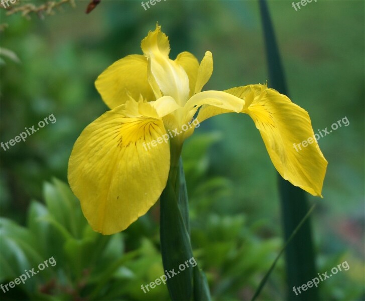 Iris Flowers Yellow Plants Spring