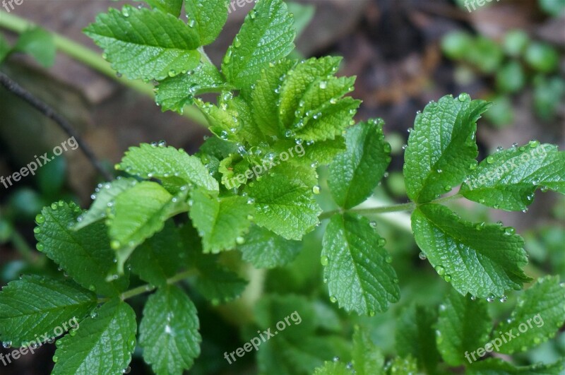 Leaves Rose Plants Rugosa Rose Rain