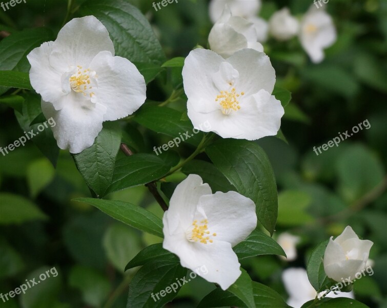 Mock Orange Flowers Blossom Bloom Plant Shrub