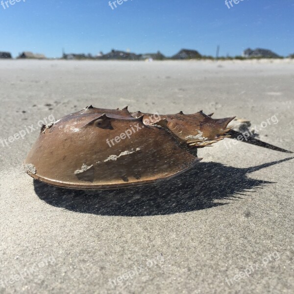 Beach Horseshoe Crab New Jersey Atlantic Ocean