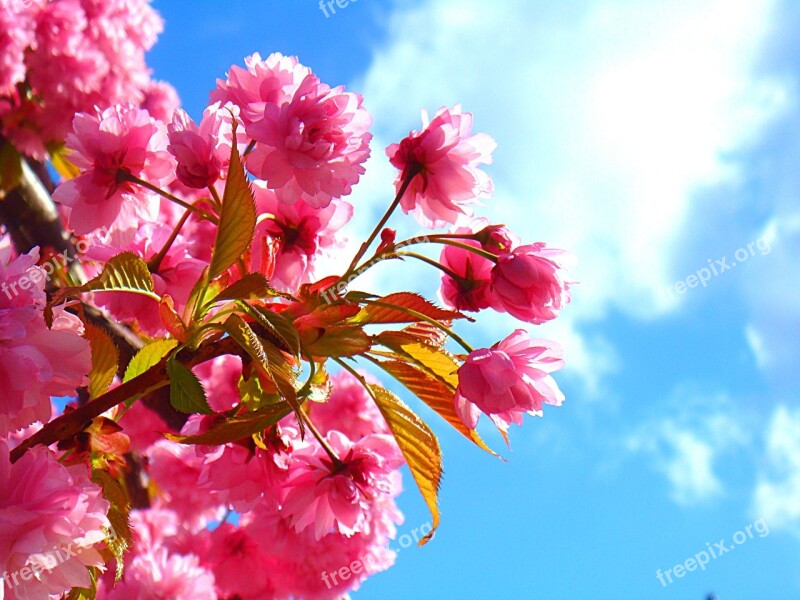 Blossom Sunlight Pink Nature Prunus