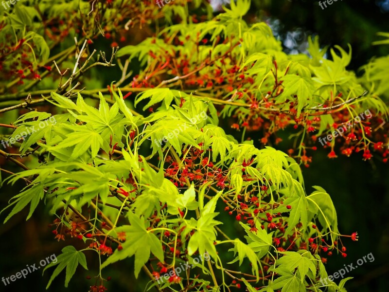 Asian Japanese Maple Maple Tree Exotic Blossom