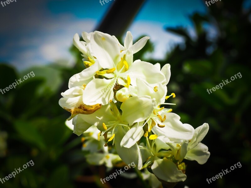 Zealand Iris Iris Plant Flower Blossom