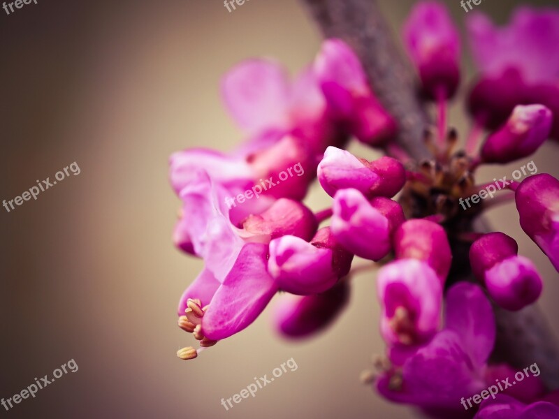 Chinese Judas Tree Tree Flowers Blossom Red