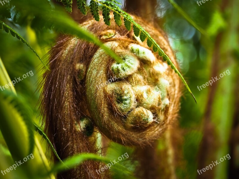 Tasmanian Fern Fern Plant Green Nature