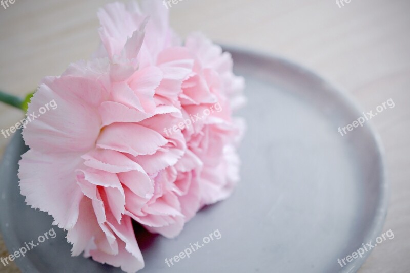 Carnation Flower Pink Blossom Bloom