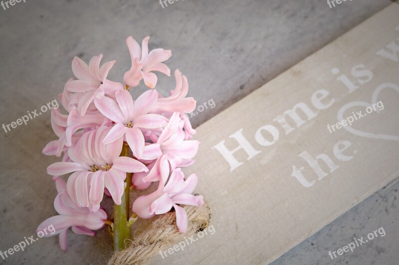 Hyacinth Pink Flowers Pink Flowers Pink Flower