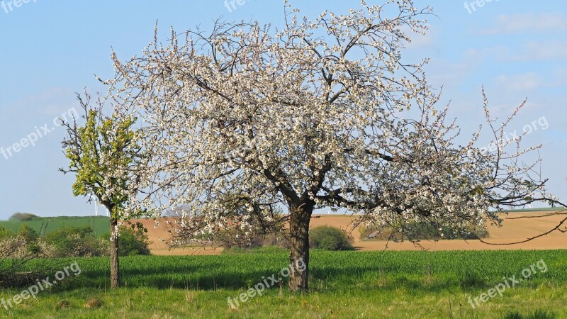 Cherry Blossom Flowers White Spring Macro