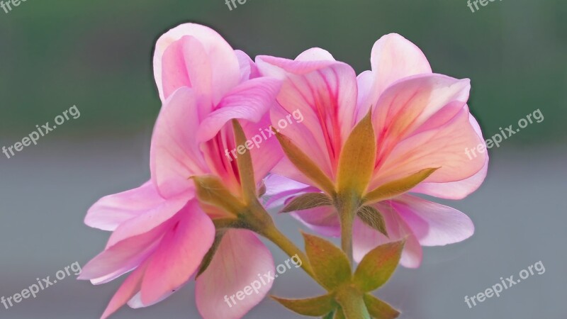 Geranium Blossom Bloom Pink Pelargonium Grandiflorum