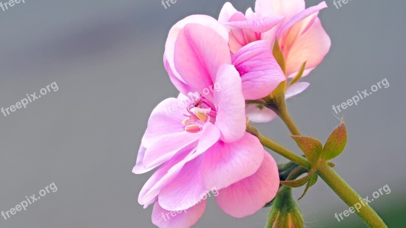 Geranium Blossom Bloom Pink Pelargonium Grandiflorum