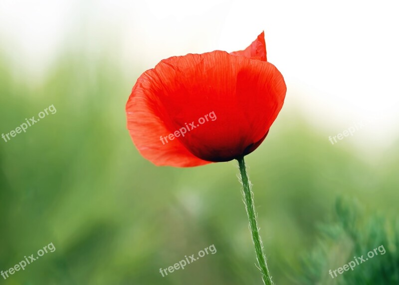 Poppy Flower Morning Tender Poppy Red Poppy