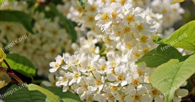 Fruit Tree Fruit Tree Blossom Flowers Spring Branch