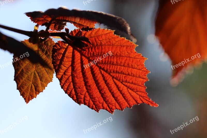 Leaf Hazelnut Backlighting Walnut Hazel Leaf Free Photos