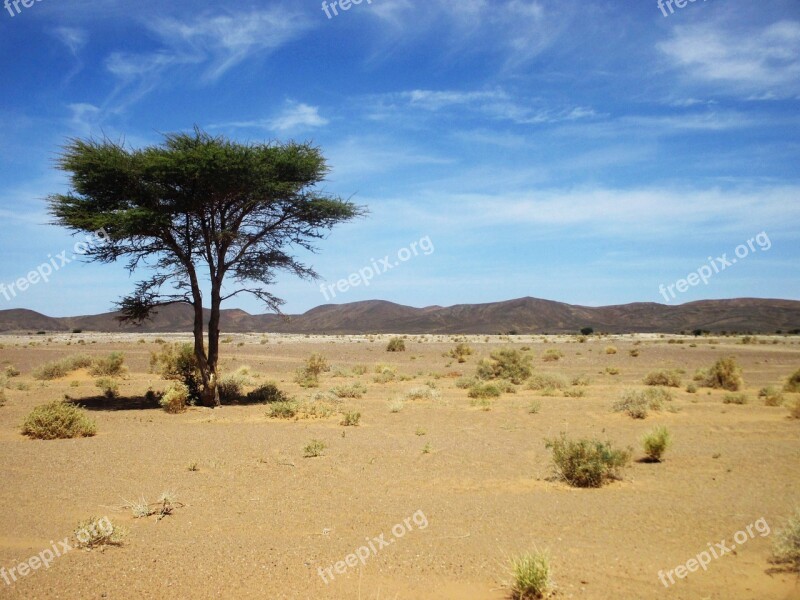 Morocco Desert Wood Landscape Sahara