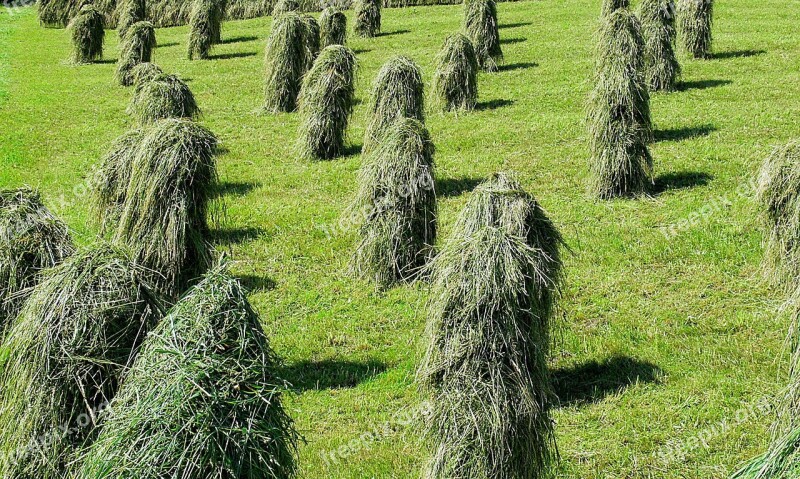 Hay Alpine Meadow Dry Pyramids