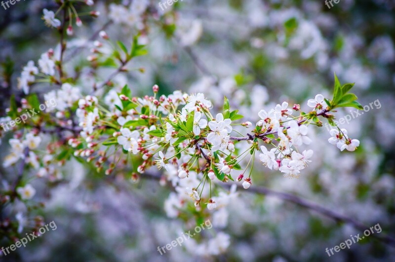 Cherry Spring Cherry Blossoms Sakura White Flowers