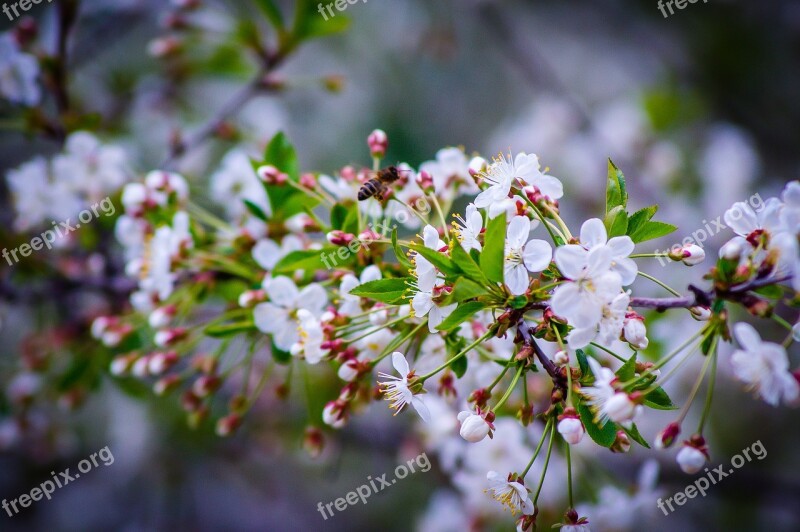 Cherry Spring Cherry Blossoms Sakura White Flowers