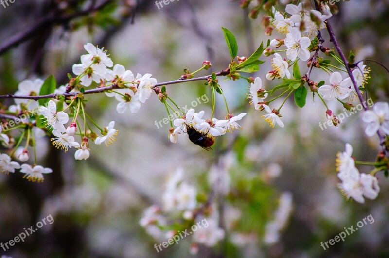 Cherry Spring Cherry Blossoms Sakura White Flowers