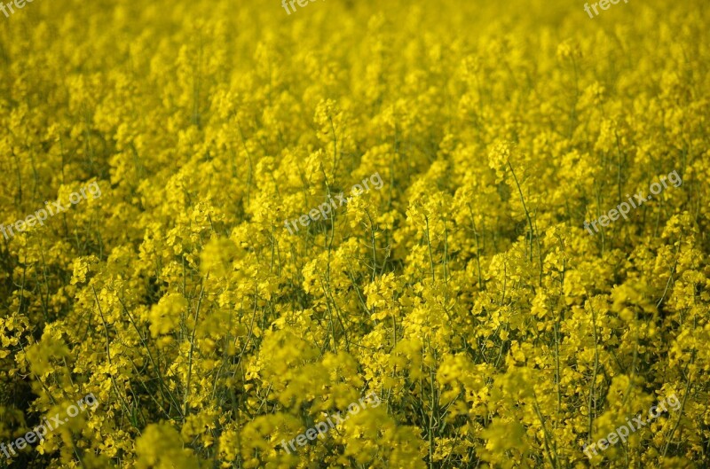 Colza Rape Field Yellow Free Photos