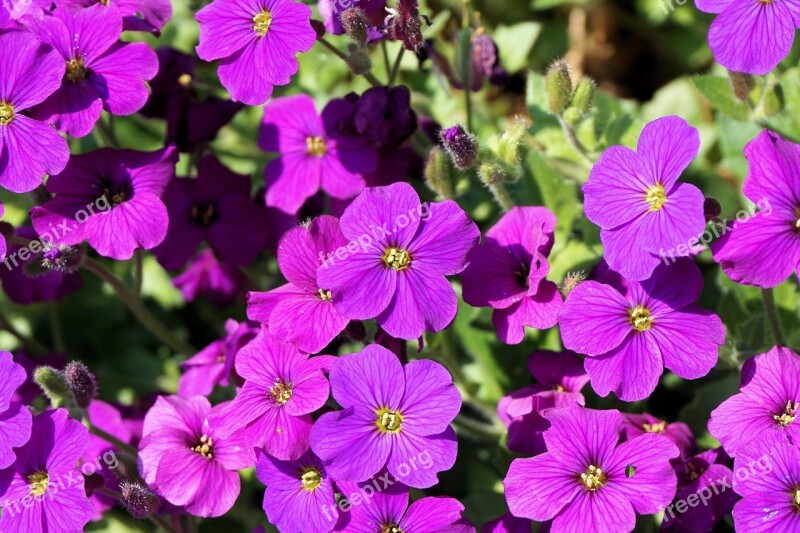 Flowers Small Spring Garden Ground Cover