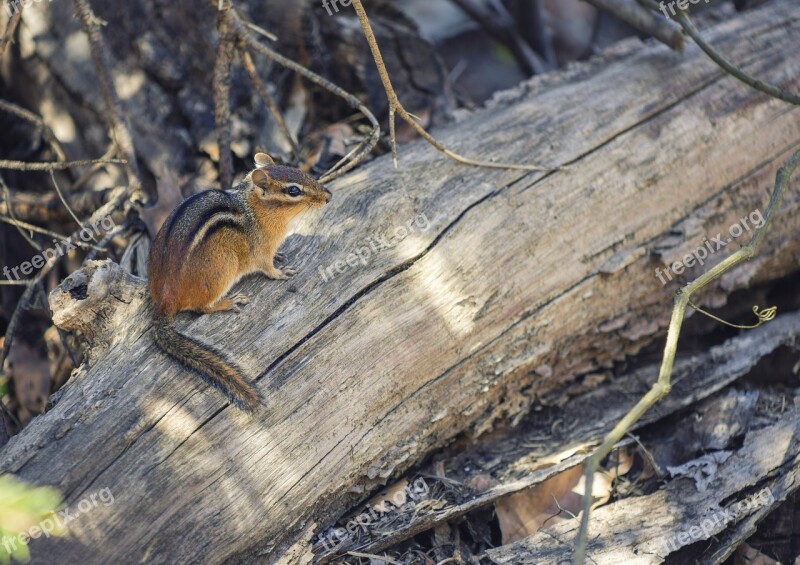 Chipmunk Animal Rodent Nature Portrait