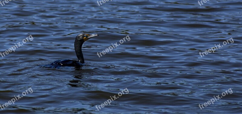 Double-crested Cormorant Cormorant Double-crested Bird Wildlife