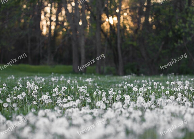 Dandelions White Field Spring Green