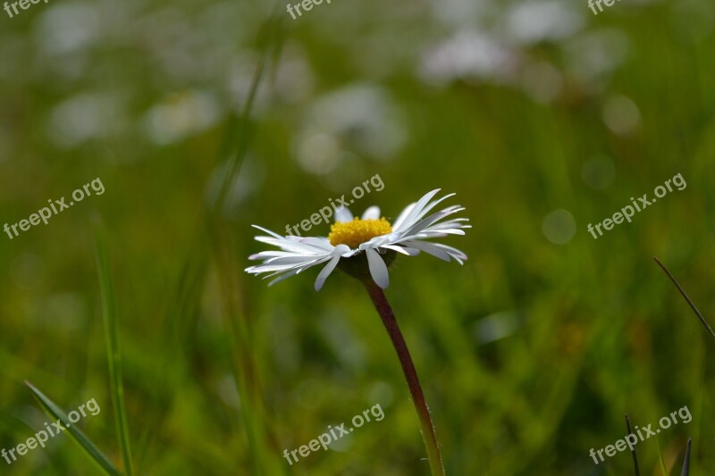 Daisy Flower Nature Green White Flowers