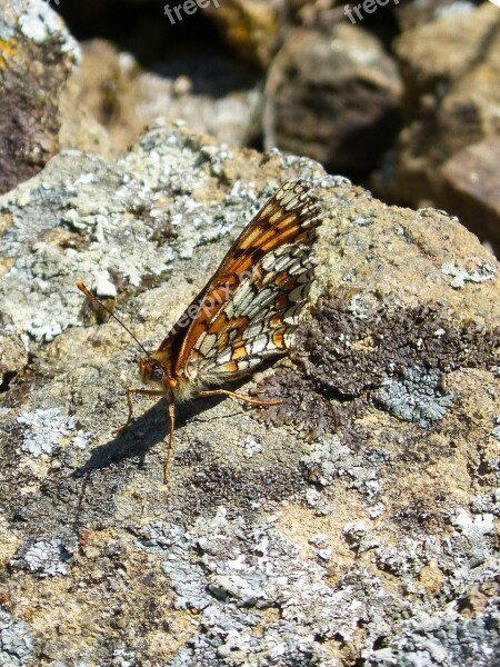 Melitaea Phoebe Damero Knapweed Butterfly Rock Orange Butterfly