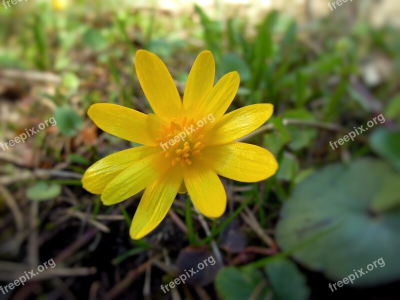 Flower Spring Spring Plant Yellow Plant