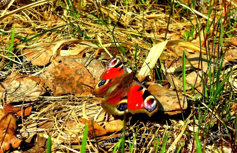 Butterfly On The Ground Admiral Insect Spring