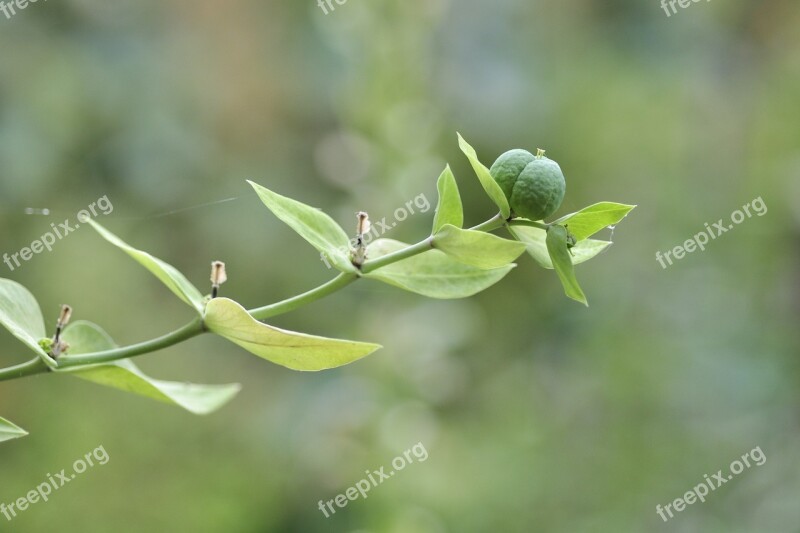 Euphorbia Lathyris Green Seeds Spurge Euphorbia