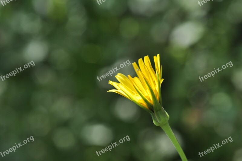 Blossom Bloom Yellow Bud Composites