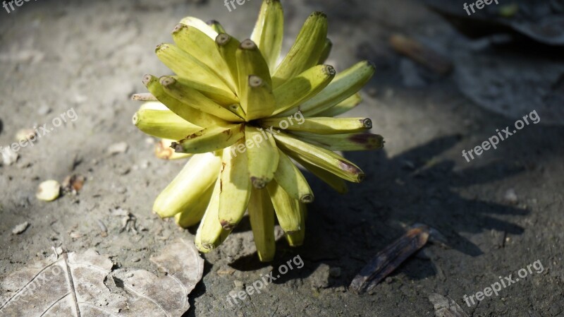 Acuminata Fruit Mature Free Photos