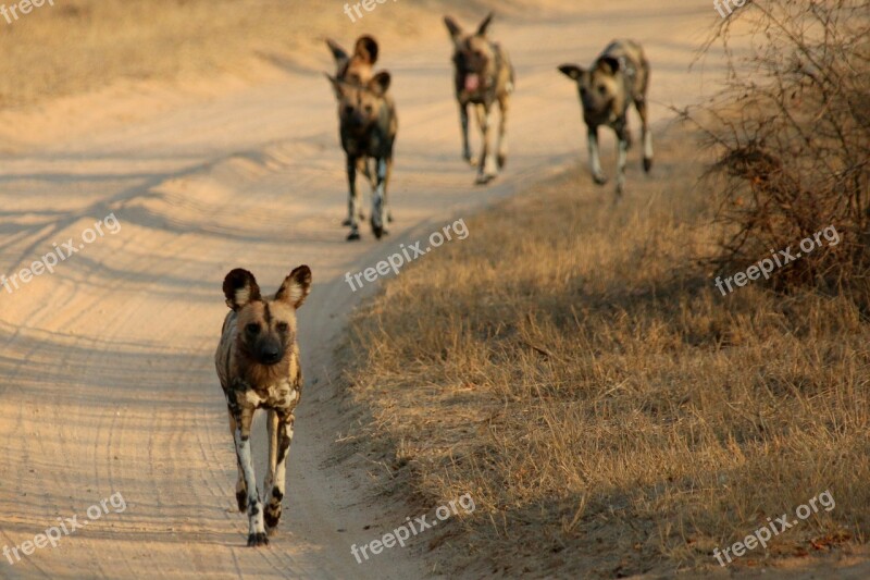 Hunting African Africa Safari Wilderness