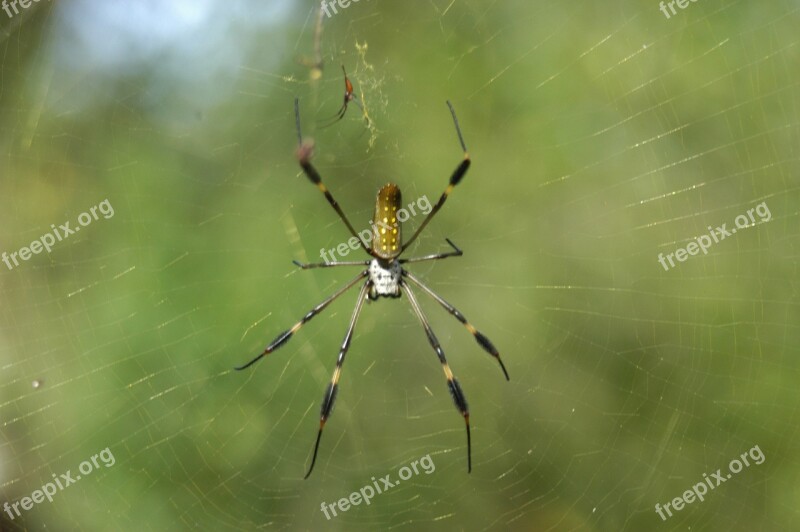 Spider Nature Spiderweb Free Photos