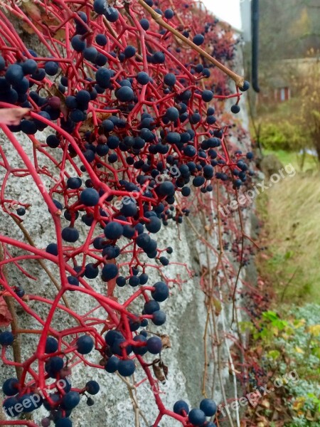 Virginia Creeper Berry Foundations Rank Free Photos