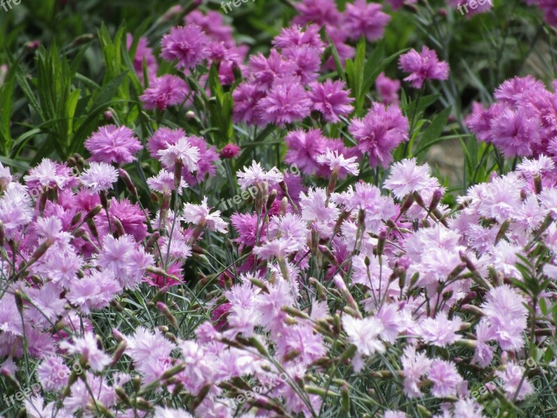 Flowers Nature Plants Chrysanthemums Beauty