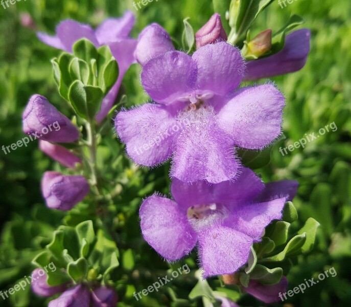 Flowers Sage Texas Sage Barometer Bush Silverleaf