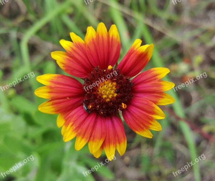 Blanket Flower Flower Firewheel Wildflowers Plant