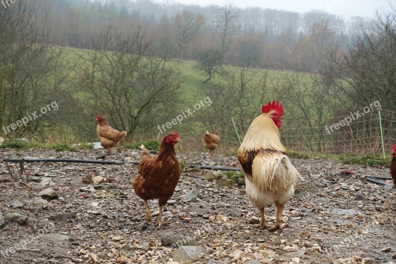 Cock Hen Backyard Field Poultry