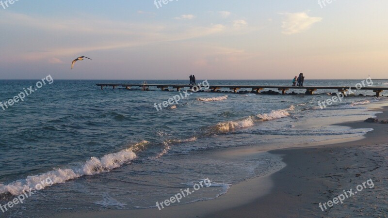 Fehmarn Beach Water Sea Bird