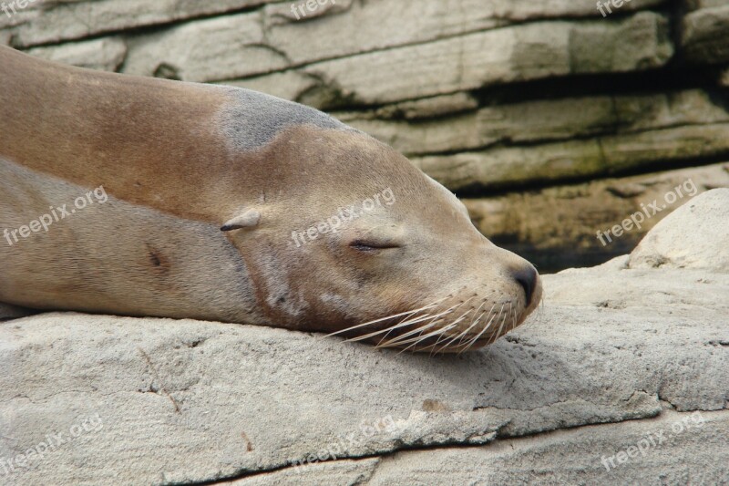 Sleep Sea ​​lion Rest Lying Roche