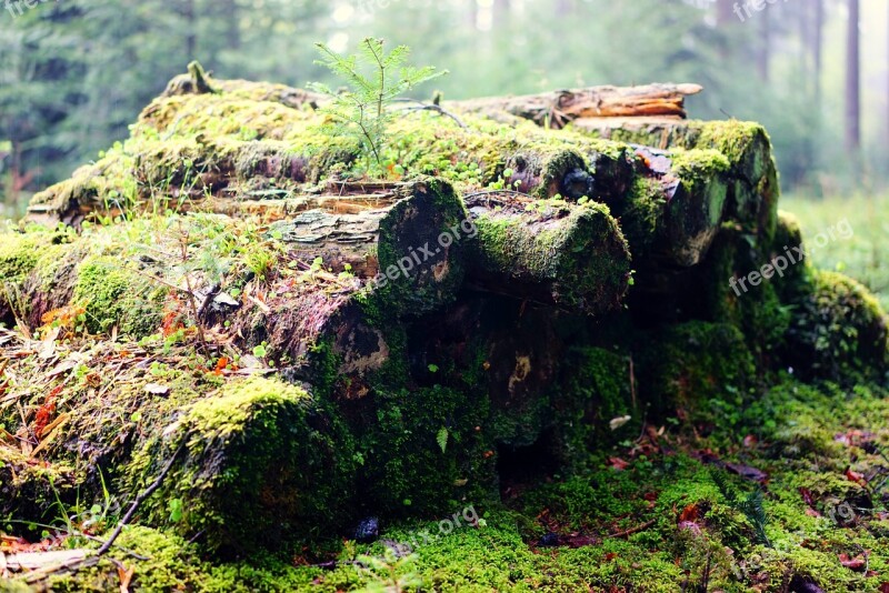 Log Moss Green Bark Fouling