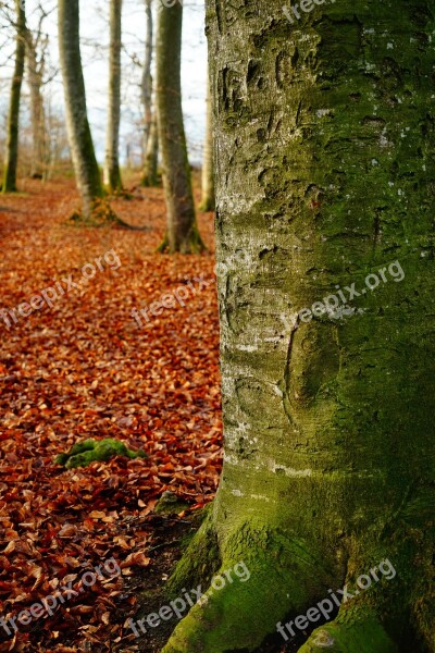 Leaves Green Autumn Trees Leaf