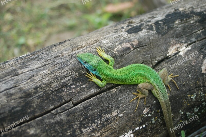 Lizard Green Nature Reptile Animal