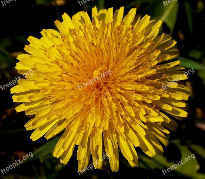 Dandelion Blossom Bloom Complex Stamp