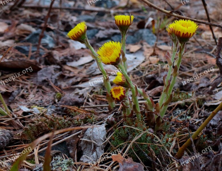 Coltsfoot First Spring Flowers Yellow Flowers Spring Early Summer