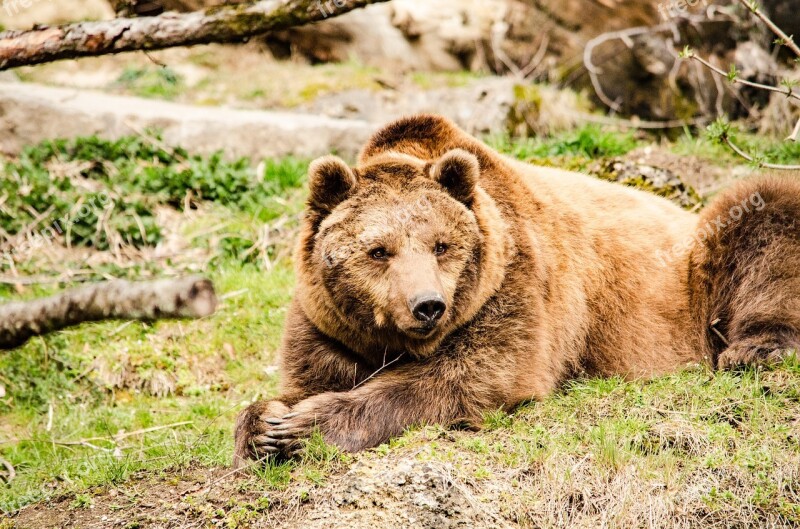 Brown Bear Bear Predator Zoo Tiergarten